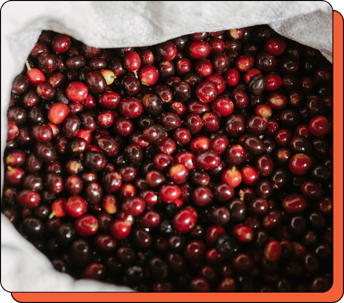 Close-up of dark red coffee beans on a white background