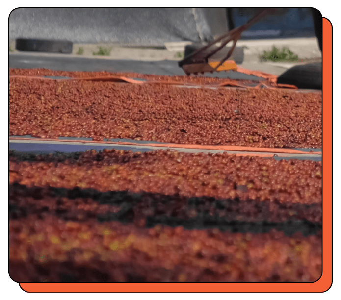 Drying racks, coffee cherry fruits are spread out to dry in an outdoor setting with trees in the background. Specialty Coffee Farm Indonesia, Kevenka.