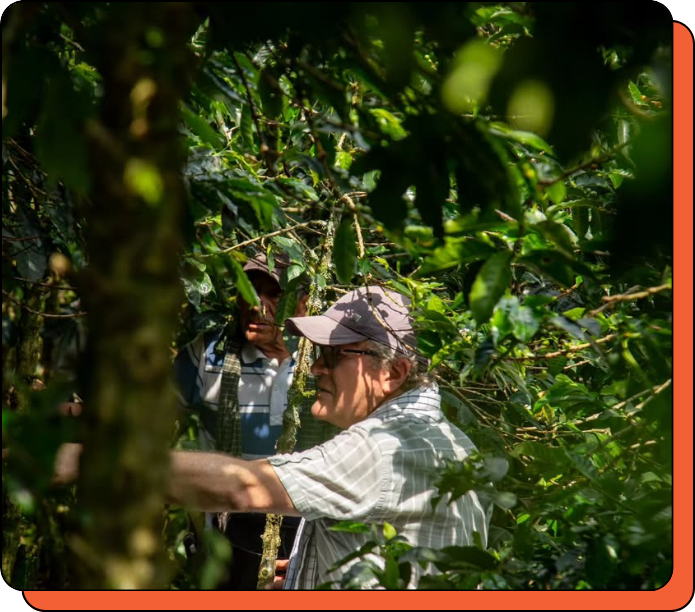 Two people working in a coffee plantation with greenery around