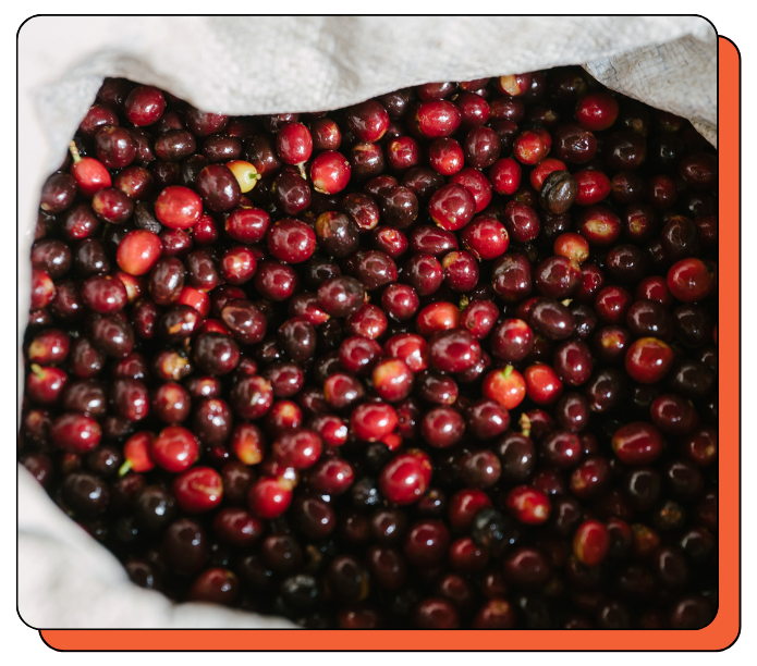 Close-up of dark red coffee cherries on a white sack on location specialty coffee farm