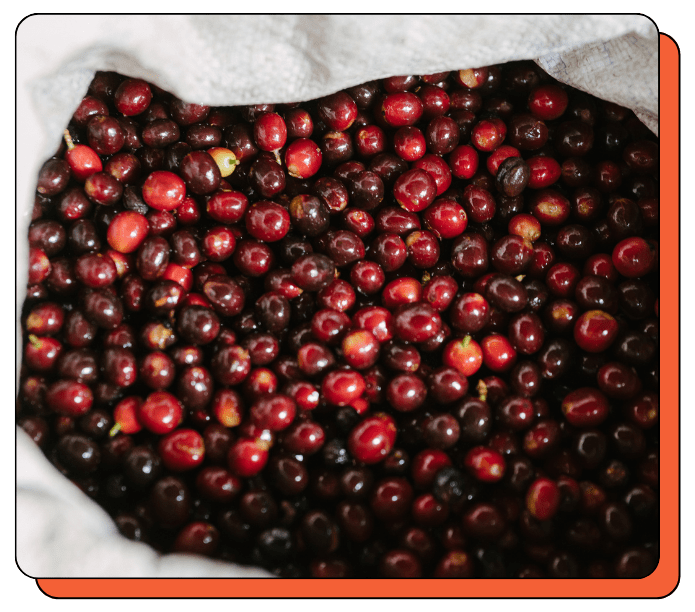 Close-up of dark red coffee cherries on a white sack on location specialty coffee farm