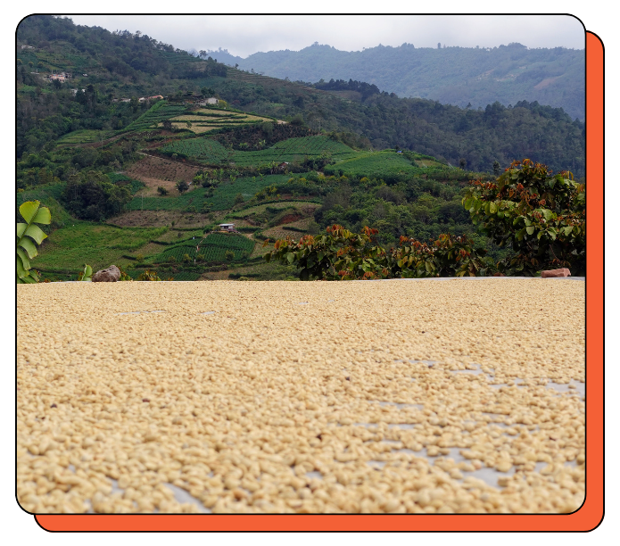 Drying coffee beans in the sun with a scenic background of green hills.