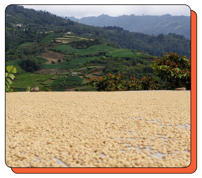 Drying coffee beans in the sun with a scenic background of green hills.