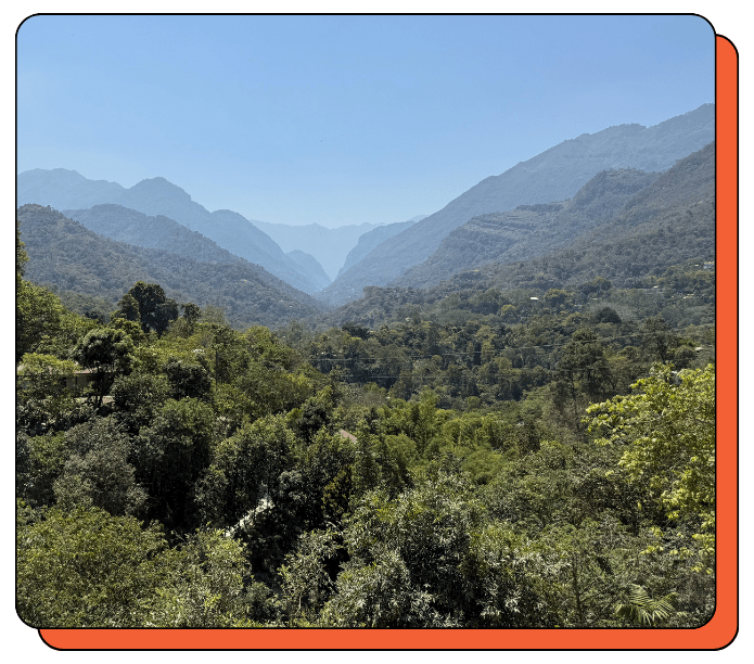 Lush green valley with mountains under a clear blue sky. Coffee plants growing alongside natural vegetation in organic landscape.