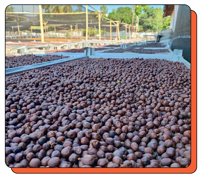 Dried coffee cherry fruits are spread out to dry in an outdoor setting with trees in the background. Specialty Coffee Farm.