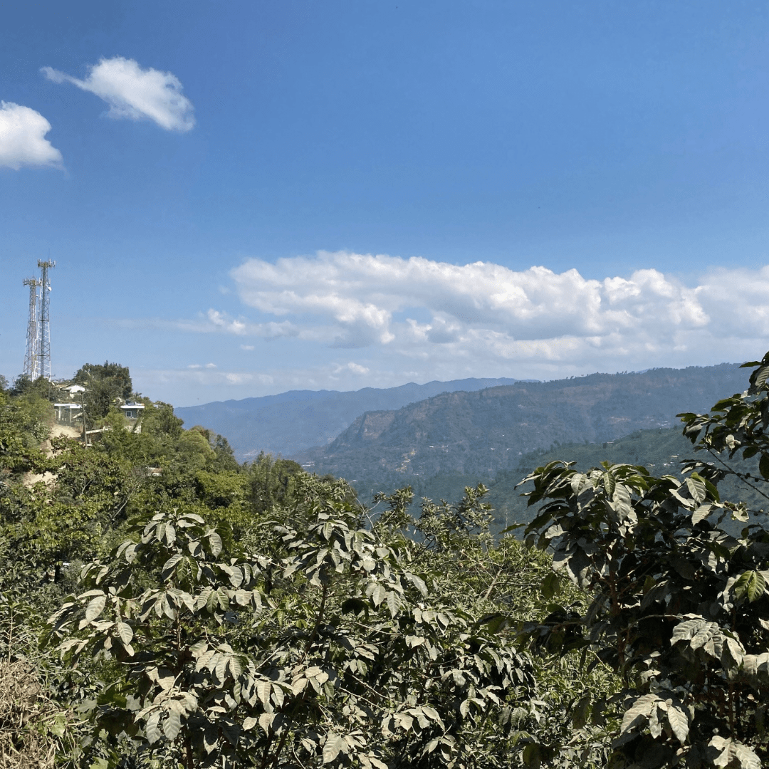 COCOA TANGO - Guatemala - Washed - Creature Coffee Co