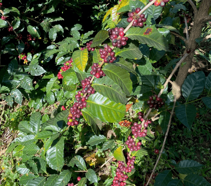 EASY PEASY - Central and South America - Creature Coffee Co