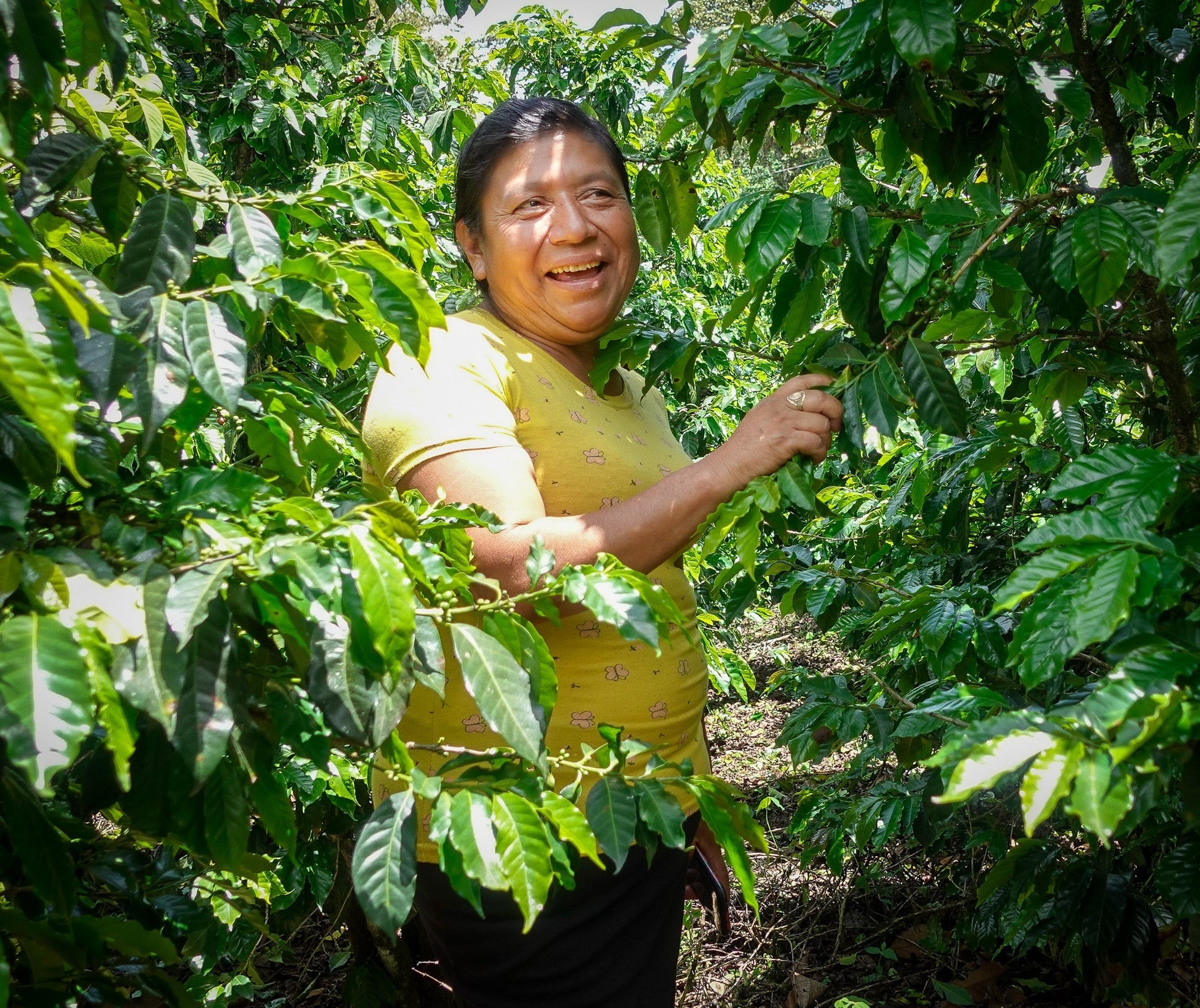 LIQUID SUNSHINE - Cold Brew Blend - Creature Coffee Co