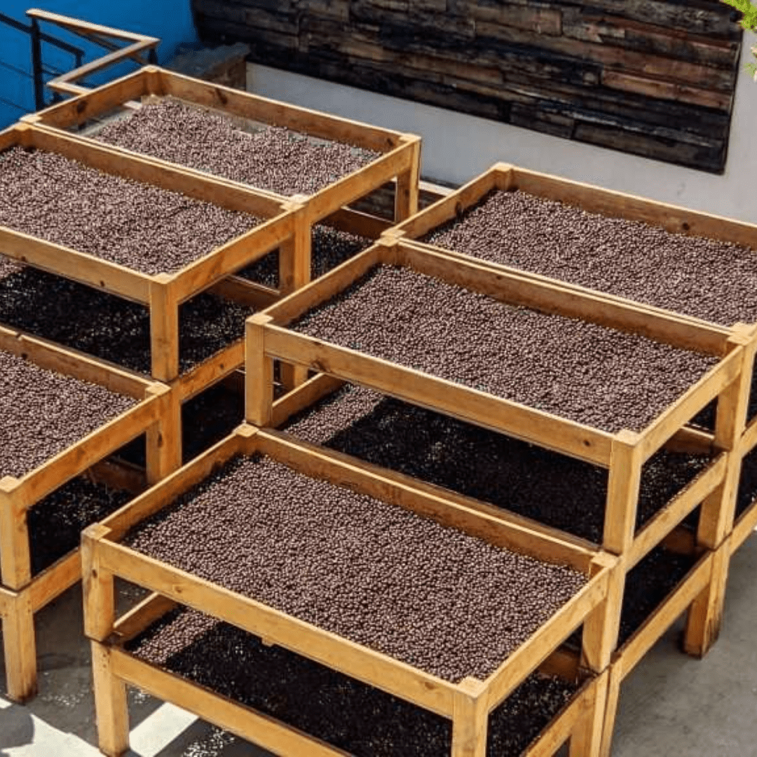 VERACRUZ COWBOY - Mexico - Washed - Creature Coffee Co