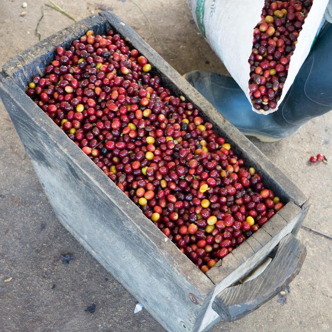 VERACRUZ COWBOY - Mexico - Washed - Creature Coffee Co