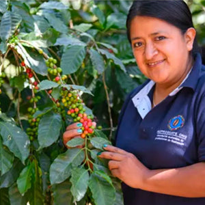 COCOA TANGO - Guatemala - Washed - Creature Coffee Co