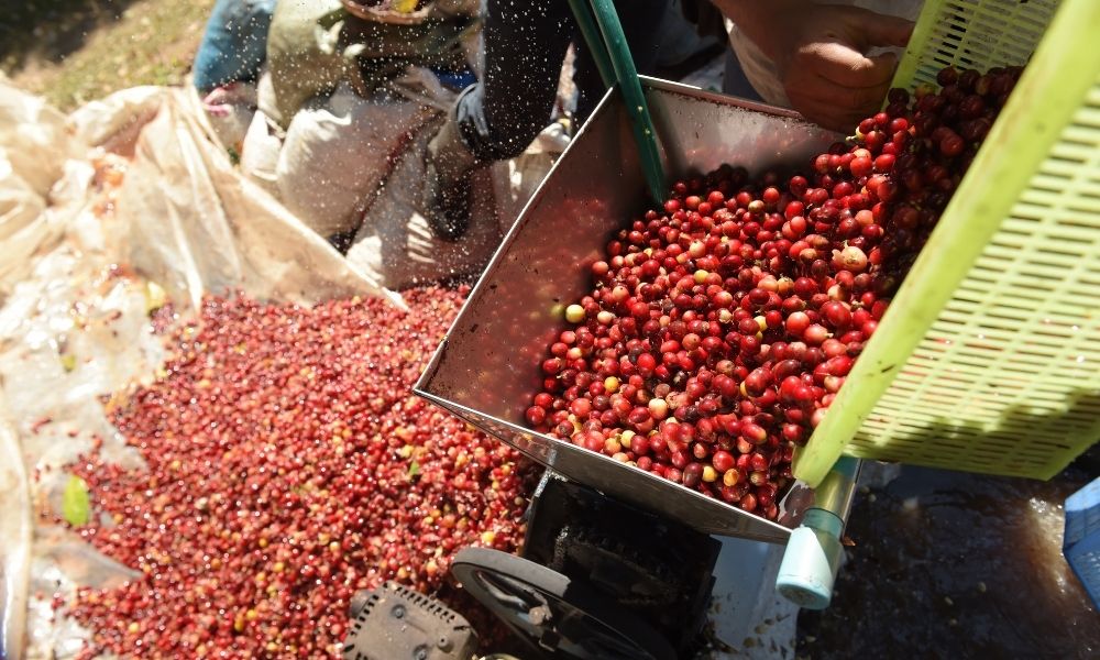 Coffee Processing Explained - Creature Coffee Co