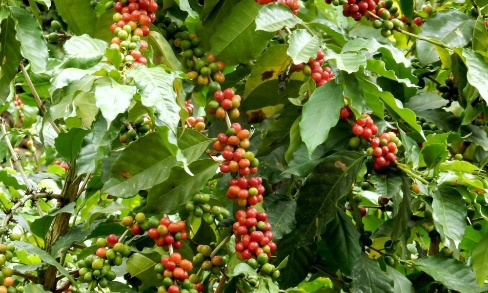 How to grow coffee? - Creature Coffee Co