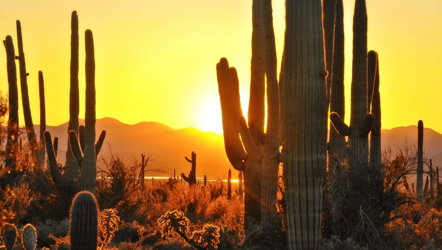 The Best Outdoor Event Venues in Phoenix (That Are Manageable in the Heat) - Creature Coffee Co