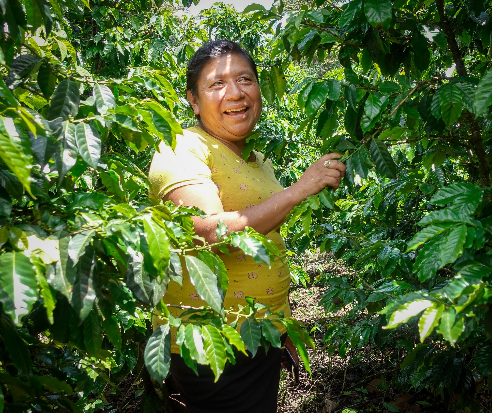 Woman in a yellow shirt standing among coffee trees in a coffee plantation.