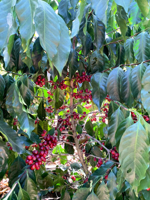 La MInita Estate, Costa Rica, Tarrazu, Coffee Beans, Washed Process