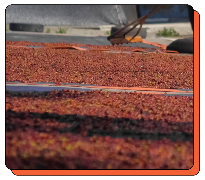Drying racks, coffee cherry fruits are spread out to dry in an outdoor setting with trees in the background. Specialty Coffee Farm Indonesia, Kevenka. 