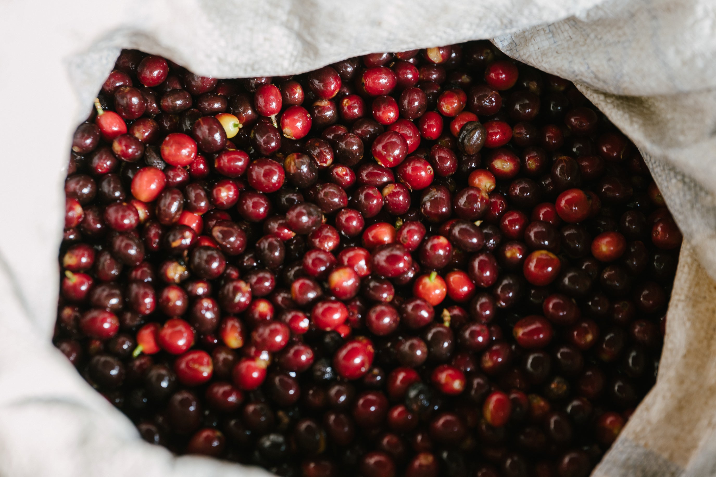 Collection of red and purple coffee cherries on a white cloth, hand picked ripe coffee cherry 