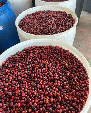 Mexico, Anaerobic Natural typica specialty coffee