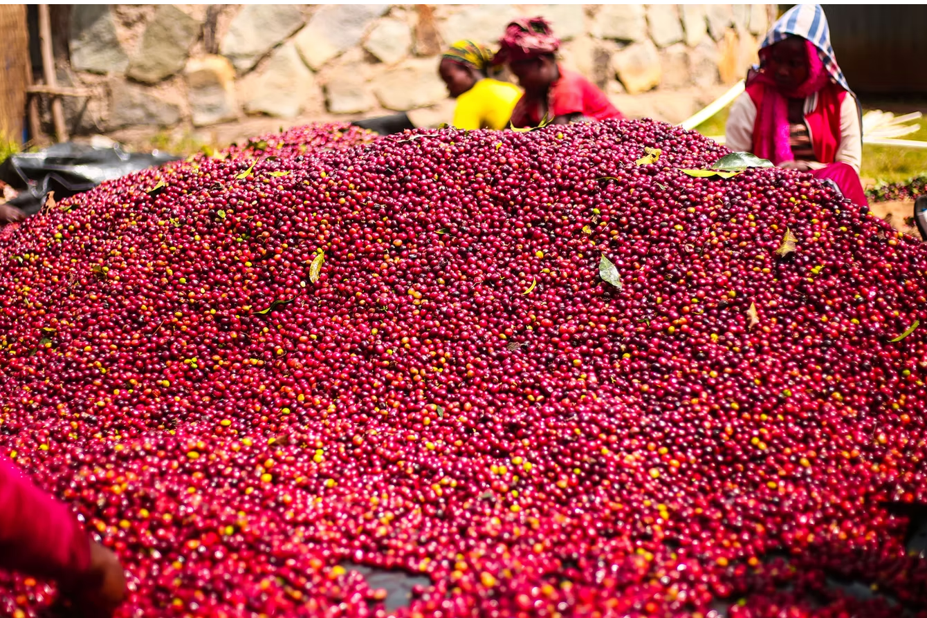 ARDI PARTY - Ethiopia - Natural - Creature Coffee Co