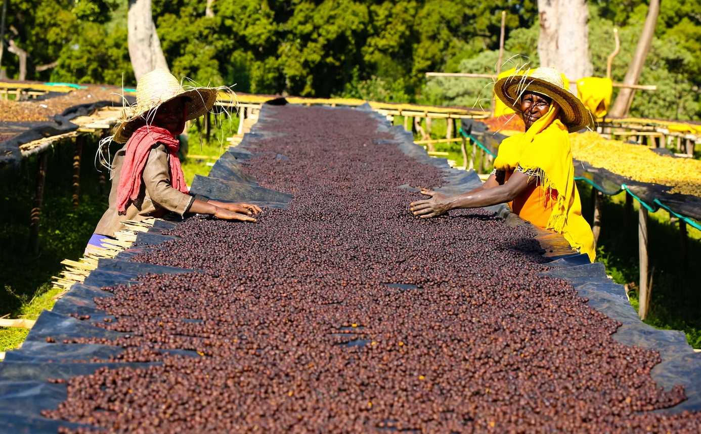 ARDI PARTY - Ethiopia - Natural - Creature Coffee Co