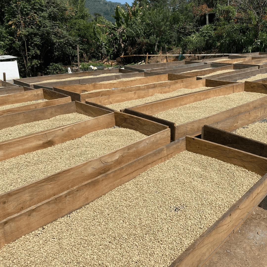 COCOA TANGO - Guatemala - Washed - Creature Coffee Co