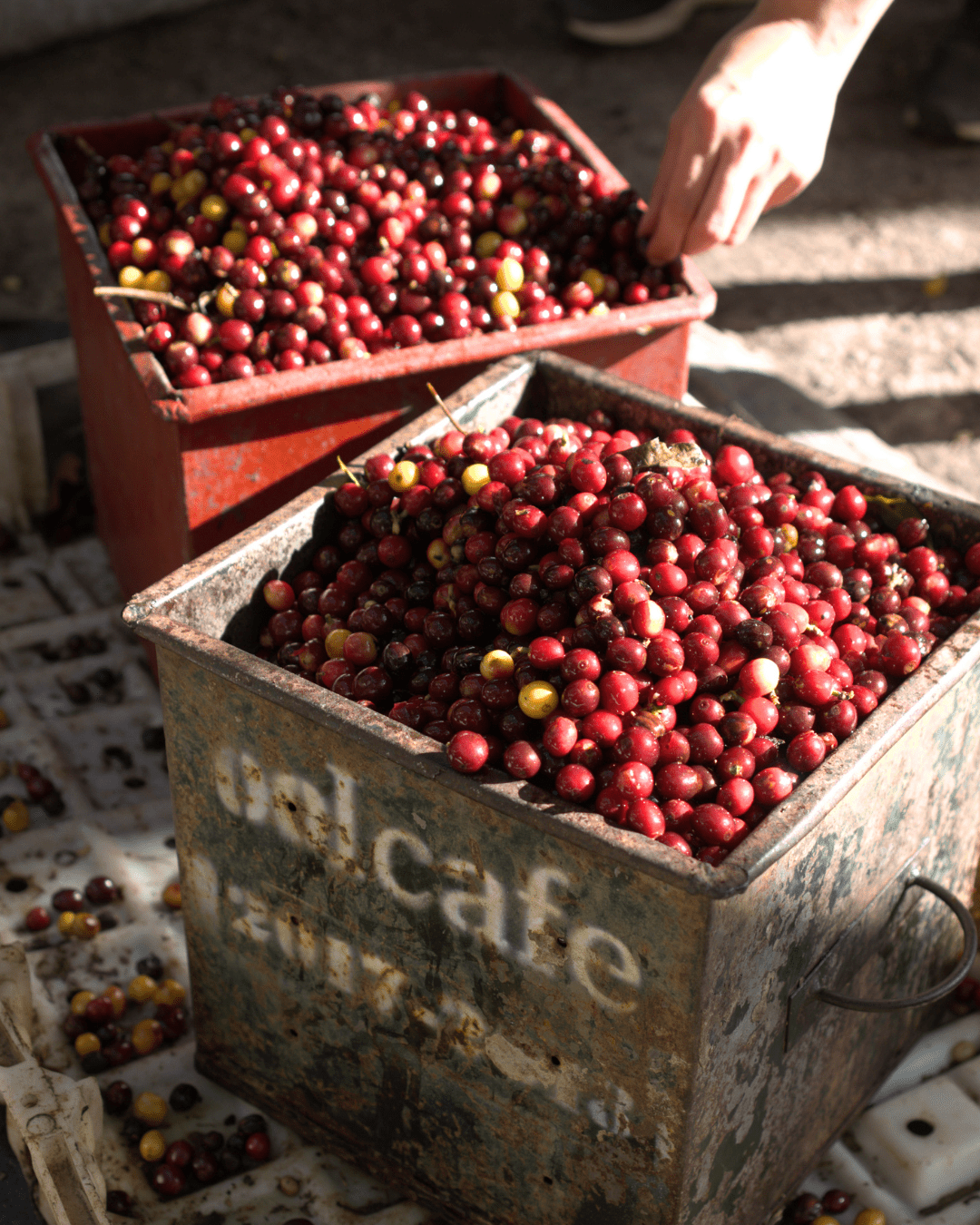 MARQUEE POP - Costa Rica - Washed - Creature Coffee Co
