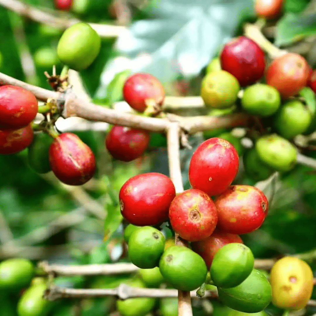 SOL MONTANA - Peru - Washed - Creature Coffee Co